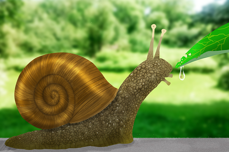 An image of a garden snail an example of a mollusk and is a major pest in the garden